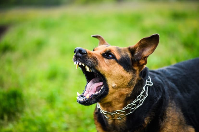 California Dog Bite Lawyer: Legal Support for Victims of Animal Attacks