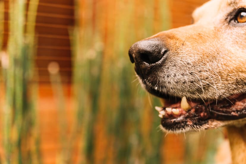 Dog Bites and Animal Attacks at California Trial Law Group: Holding Negligent Owners Accountable
