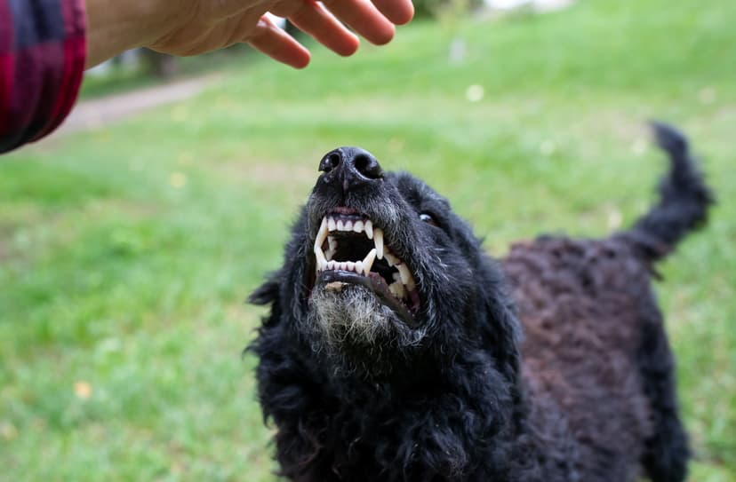 Dog Bite and Animal Attack Injuries and Victim Rights in California