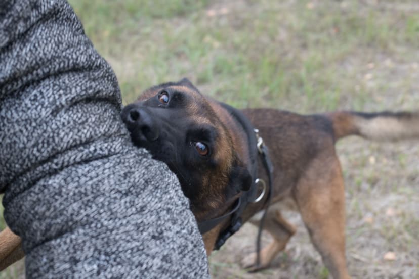 Dog Bite Accidents in California