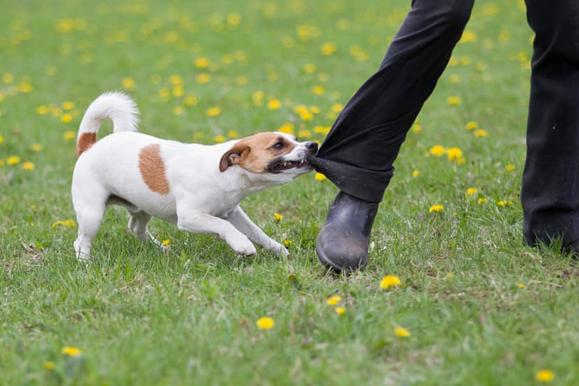 Dog Bites and Animal Attacks: Protecting Victims in California